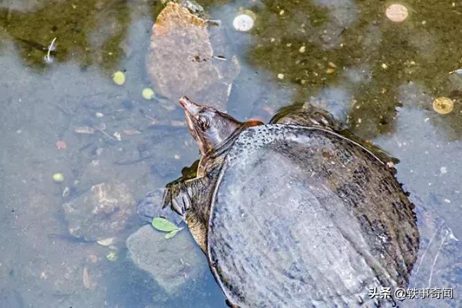 六种有灵性的动物不可杀,六大灵性的动物是什么