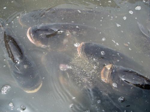 鱼类生病症状图片,天气热鱼塘死鱼是什么原因造成的