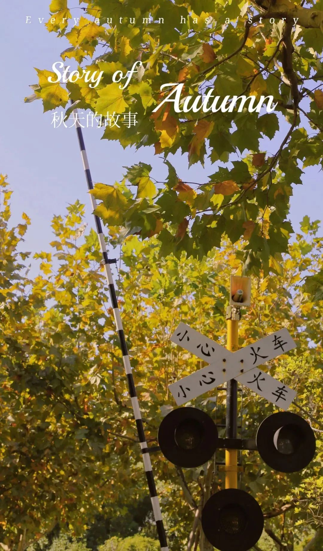 上海最美秋景,上海哪些公园可以拍秋景