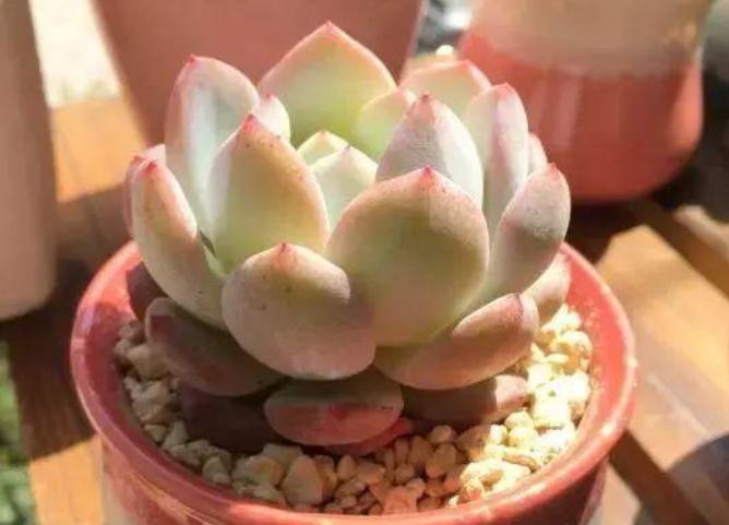 夏季多肉淋雨了怎么处理,多肉淋雨了怎么处理