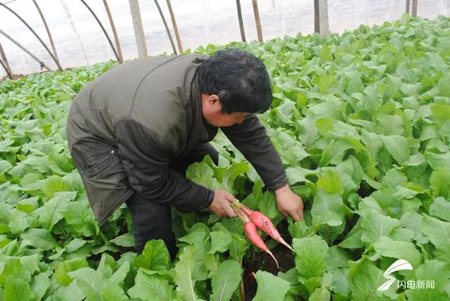今年的蔬菜生意怎么那么难做,行情难