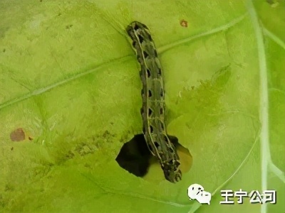 夏播玉米虫害图片大全,玉米虫害图谱高清大图