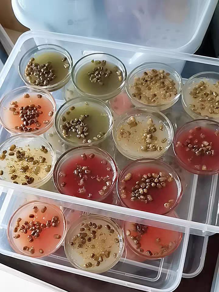 适合零基础学的摆摊小吃,适合摆摊的小吃学习推荐