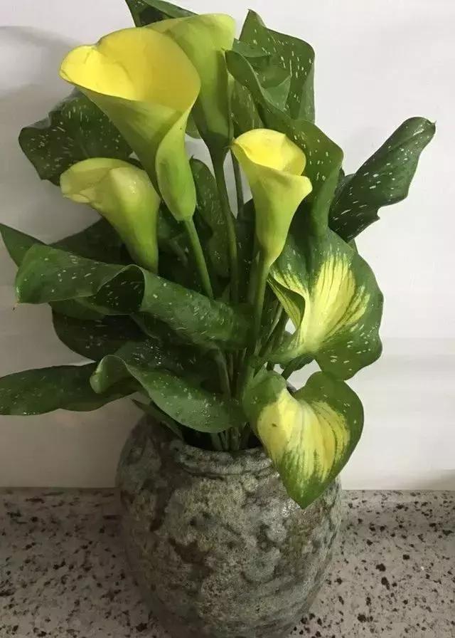 白掌和马蹄莲是一种花吗图片,白掌跟马蹄莲叶茎的区别