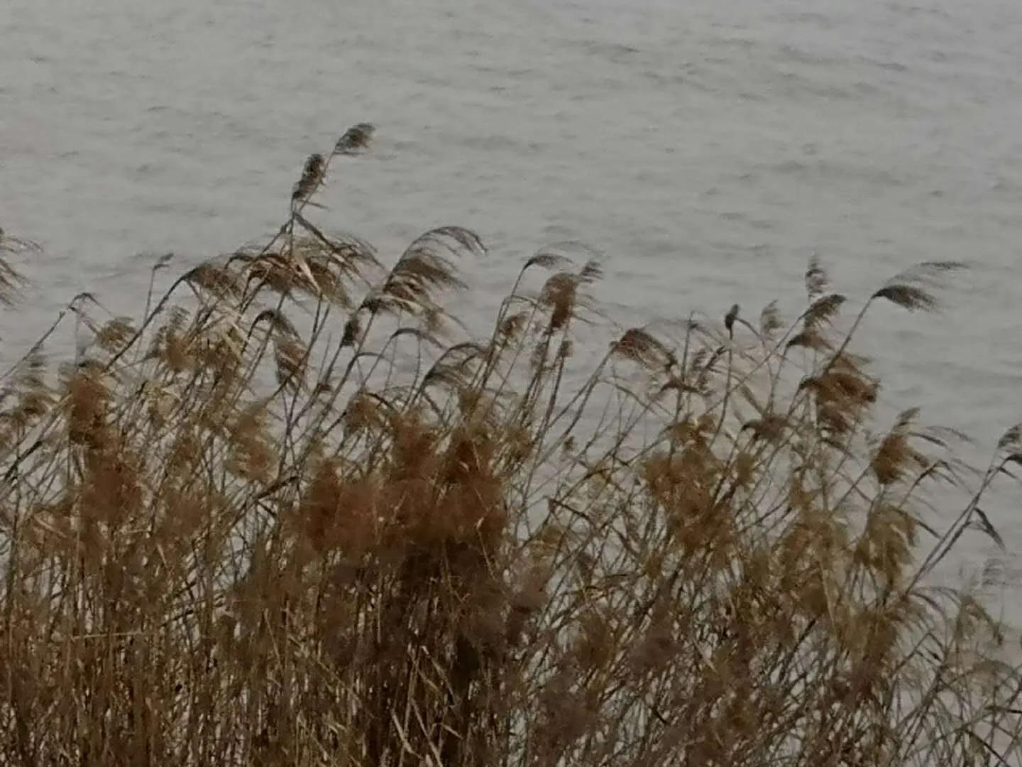 乡情散文故乡的老屋,乡土田野散文大全