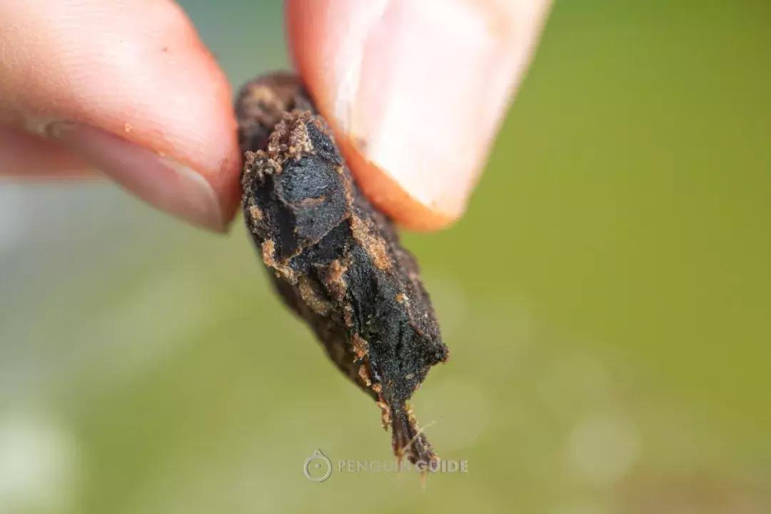 深度种草|香港宝藏零食陈意斋，又让我们拆了三千的快递……