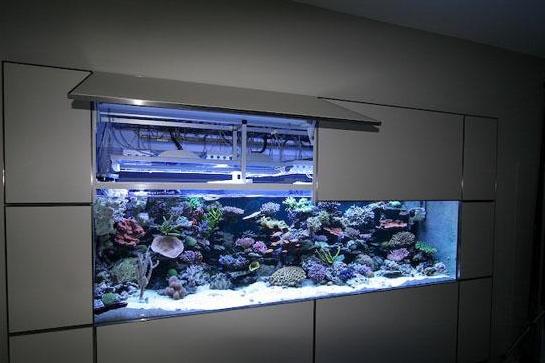 咋样挑选一个合适的鱼缸,如何选择适合自己的鱼缸