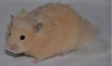 仓鼠的种类习性详细介绍,仓鼠有哪些亚种种类