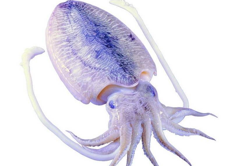 海螵蛸如何用可以起到止血效果,海螵蛸功效速记口诀