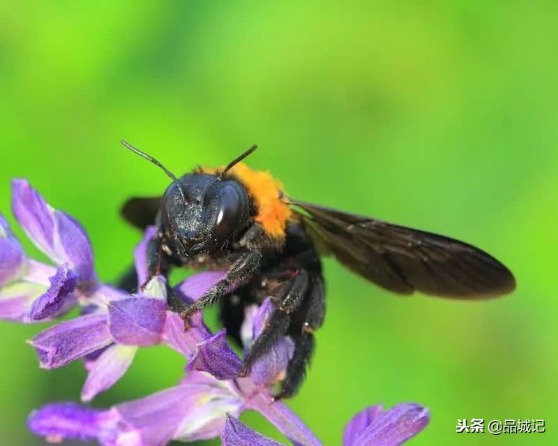 真的很honey！佐餐冲调皆宜的*疆新**伊犁黑蜂蜜，办公室必备！