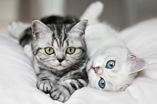 宠物猫拉稀是什么情况,宠物猫拉稀是什么原因