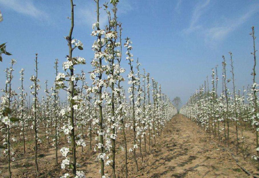 适合北方种植的梨树最新品种树苗,柱状梨树苗品种介绍
