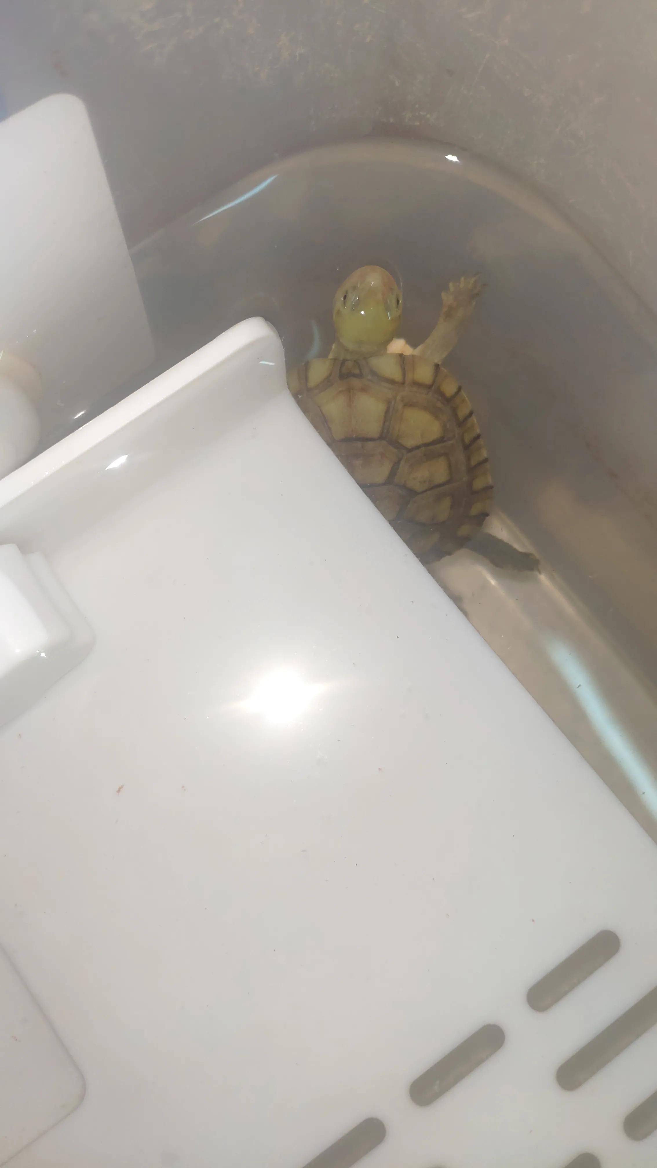 一入龟坑深度解析,养龟新手踩坑