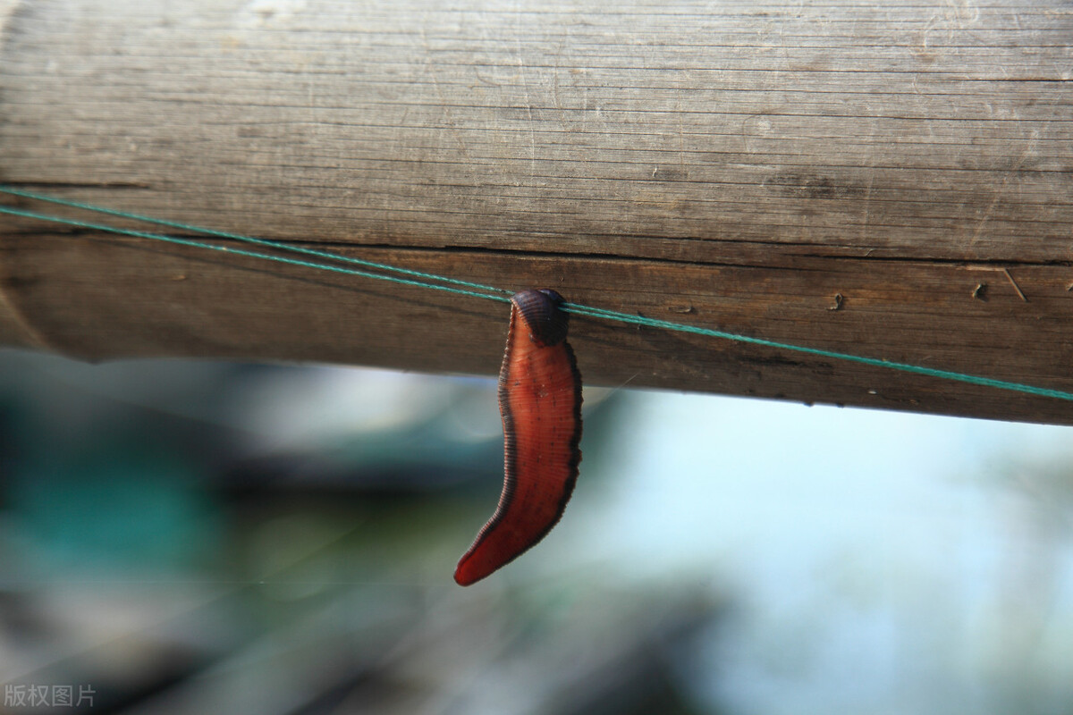 蚂蝗吸血后被吸人会死吗,吸血蚂蝗扒到皮肤上怎么处理