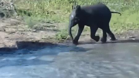 云南小象顽皮,小象宝宝为什么这么淘气