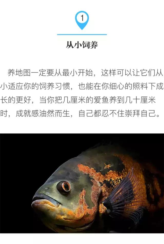 养地图鱼的正确方法,如何养好地图鱼