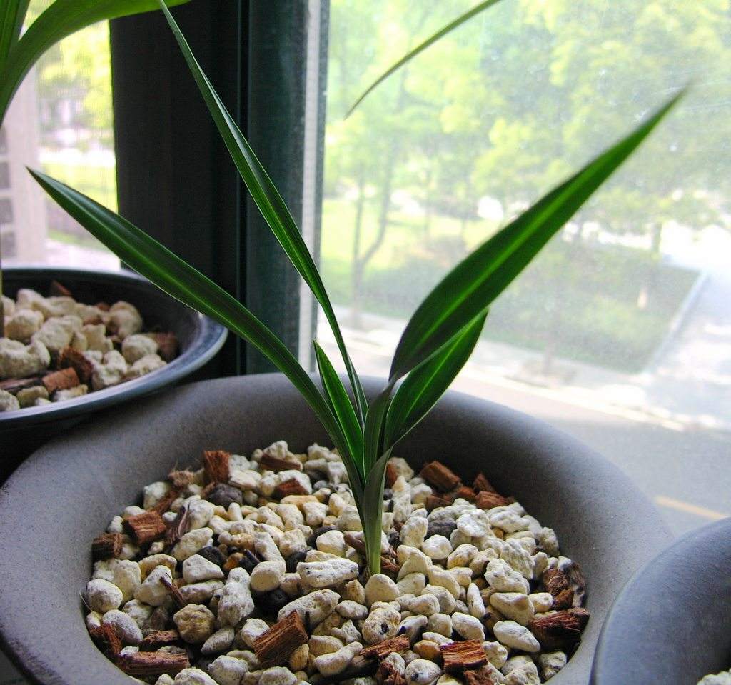龙头带花苞的单苗兰花,兰花弱苗带花苞