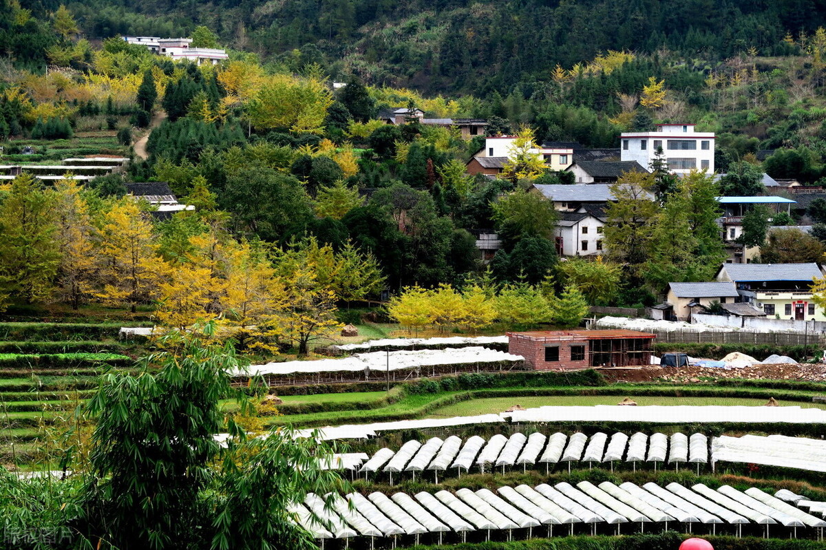 乡村振兴存在的问题和经验,乡村振兴的成功经验与启示