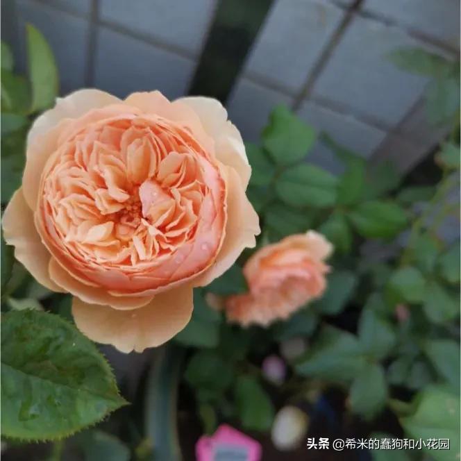 苦尽甘来栀子花,苦尽甘来推荐