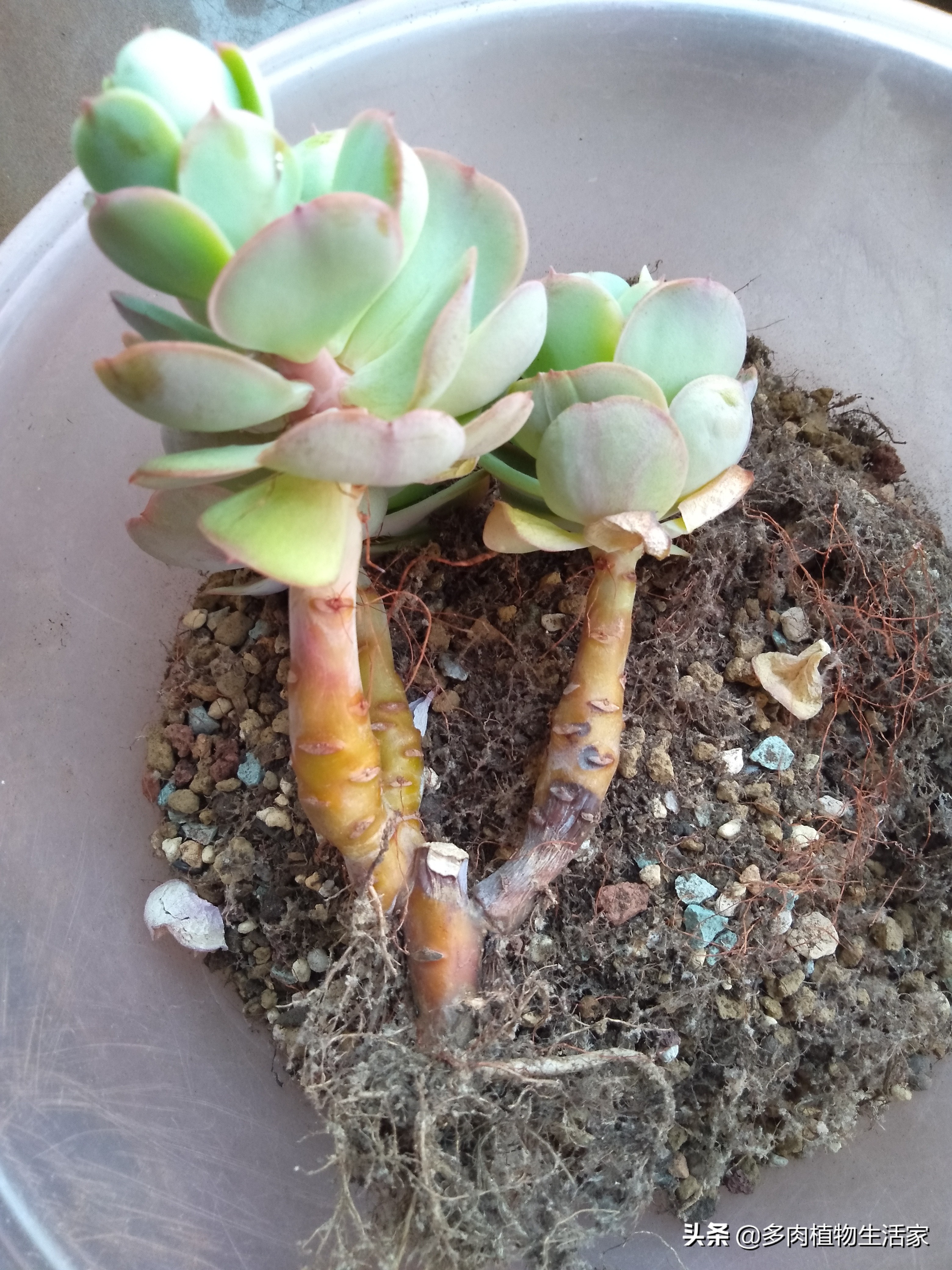 多肉经历寒冬酷暑迎来了春天,多肉经历了冬天的寒冷变得更美