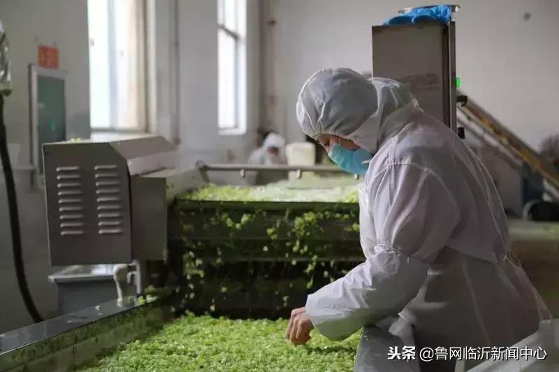 挣钱、顾家两不误！临沂临港区：居家妇女灵活就业助增收