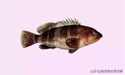 名贵海鲜食材排名,名贵海鱼大全图片