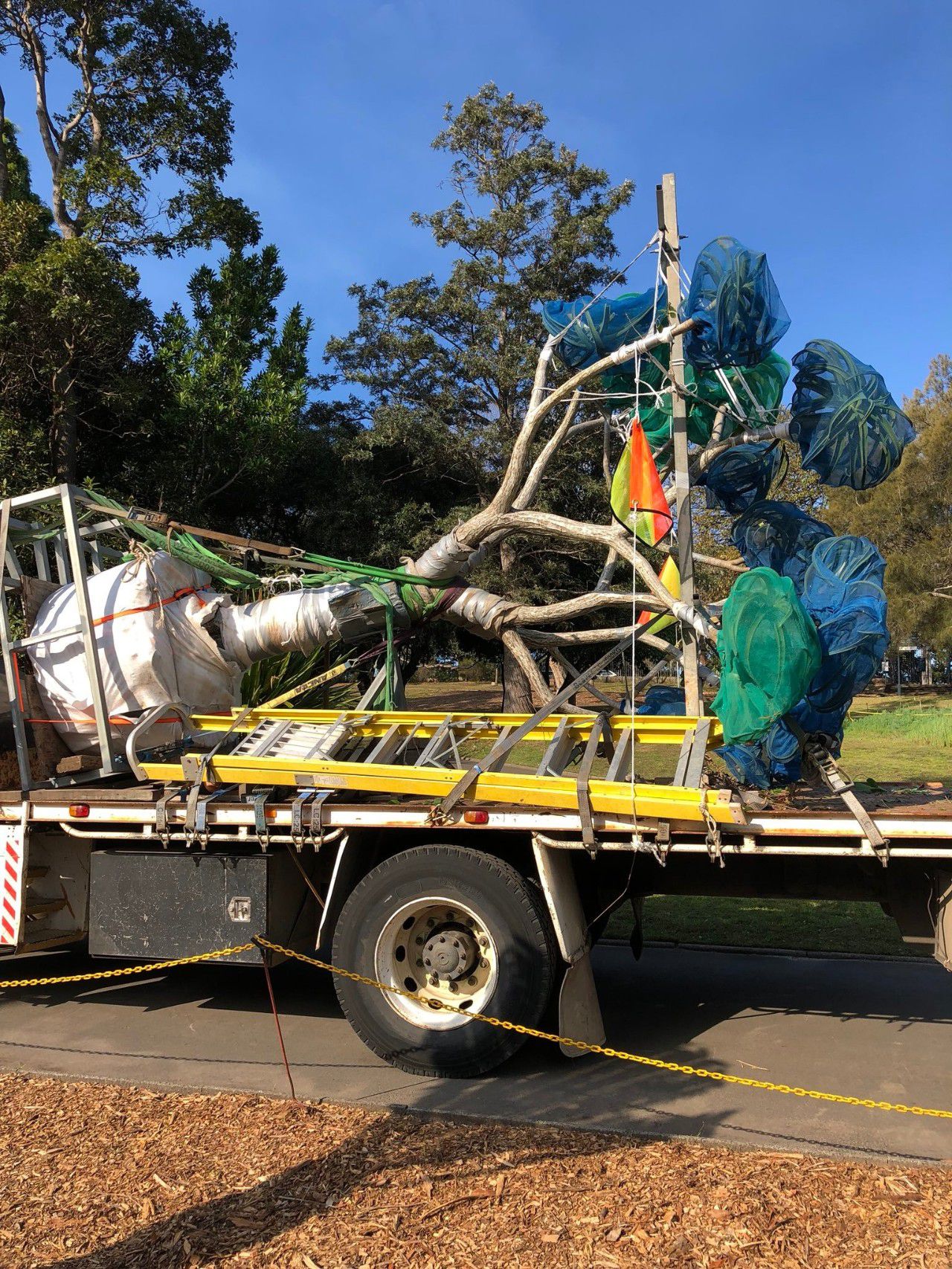 可以长很大的芦荟苗,芦荟如何养成树