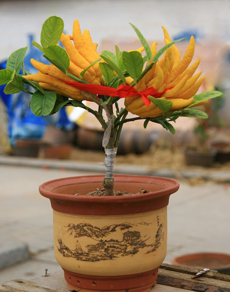 佛手盆栽第二年还会长果实吗,佛手盆栽一年结几次果