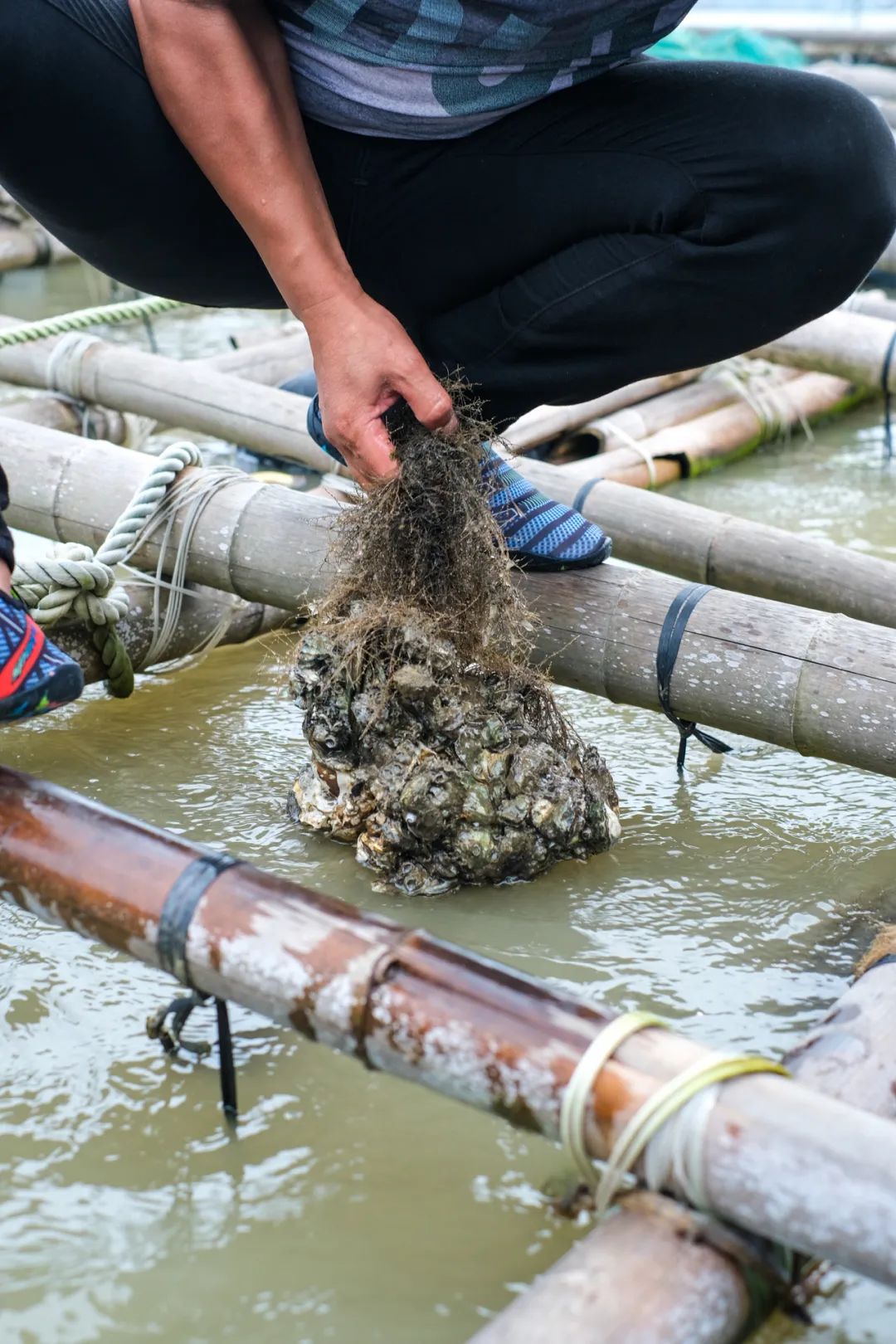 吃中国蚝的好处,吃蚝必选之地