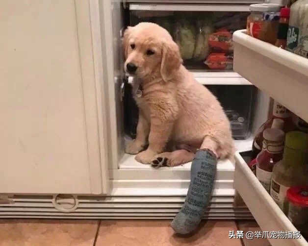 被萌化了的小动物,萌化了被宠物治愈的瞬间