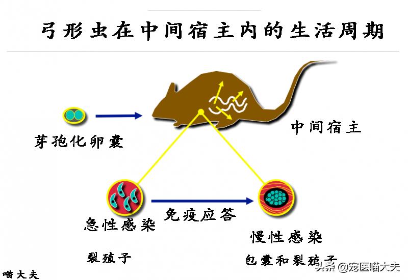 宠物医院怎么检查猫得了弓形虫,宠物弓形虫检测方法