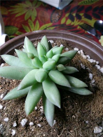 千佛手叶皱是怎么回事,千佛手叶子打蔫了怎么办