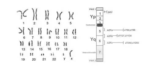育有一孩的爸爸却被告知为“无精子症”,难道……