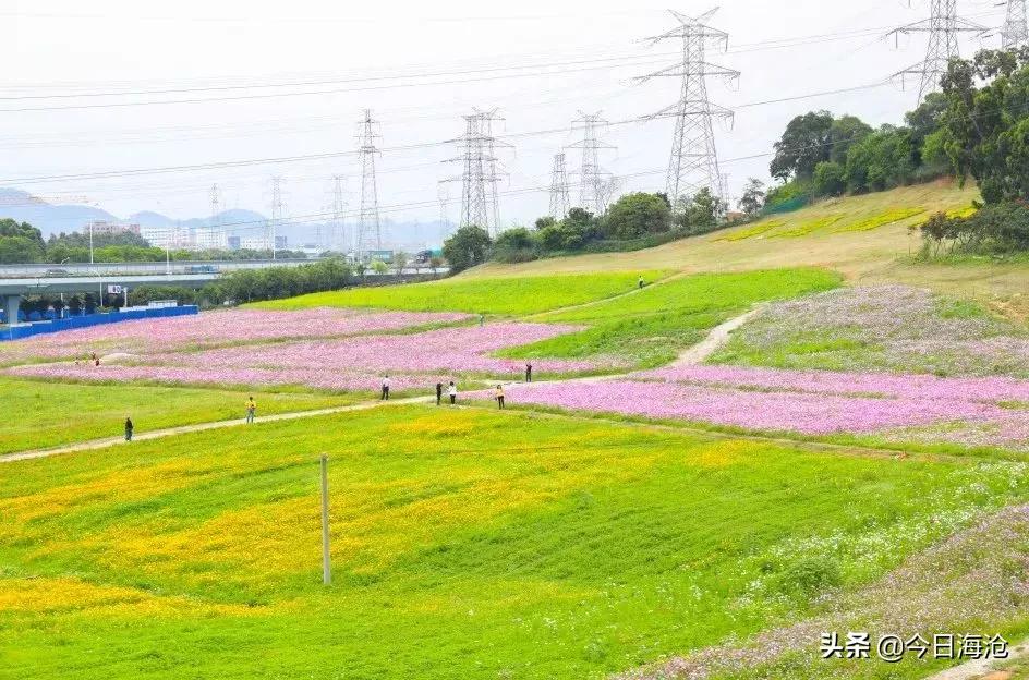 酒店团购厦门嵩屿码头,海沧嵩屿码头附近酒店