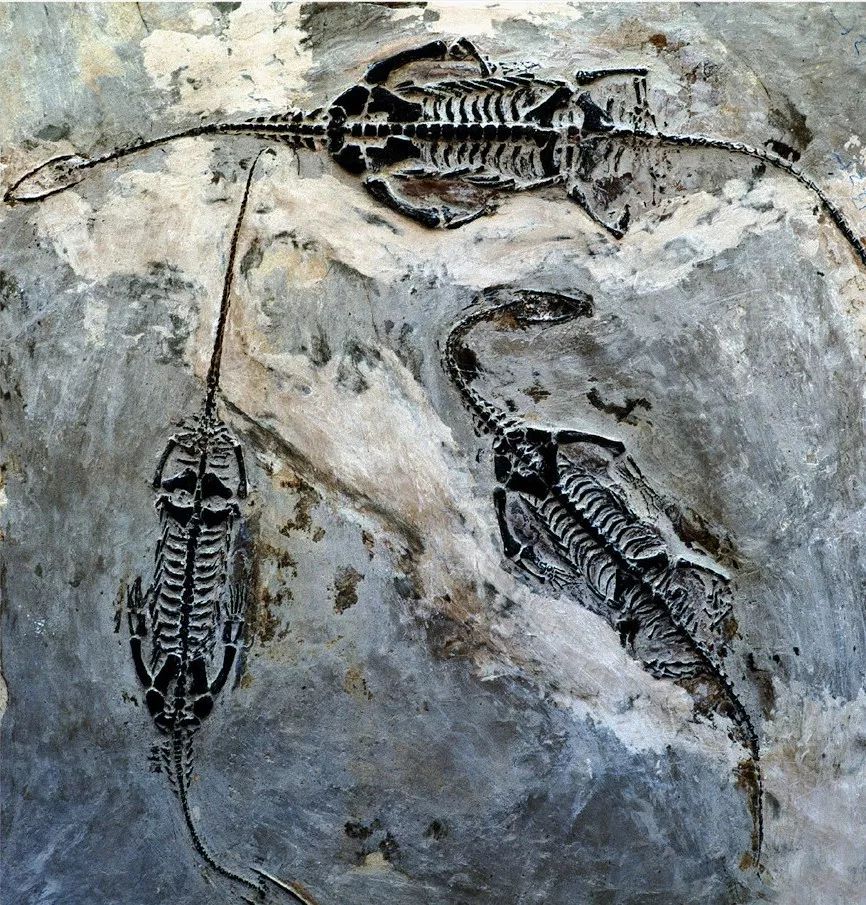 贵州速度，蔚为大观