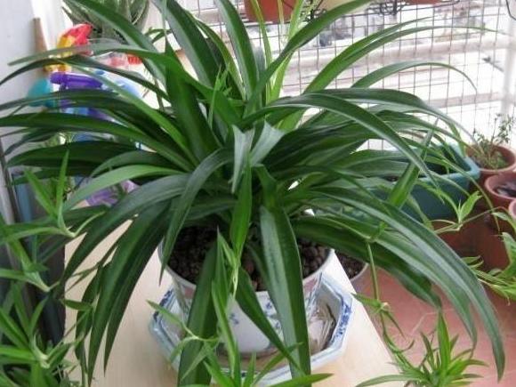 吊兰,是喜阴还是向阳,很多人弄错了,难怪总爱黄叶