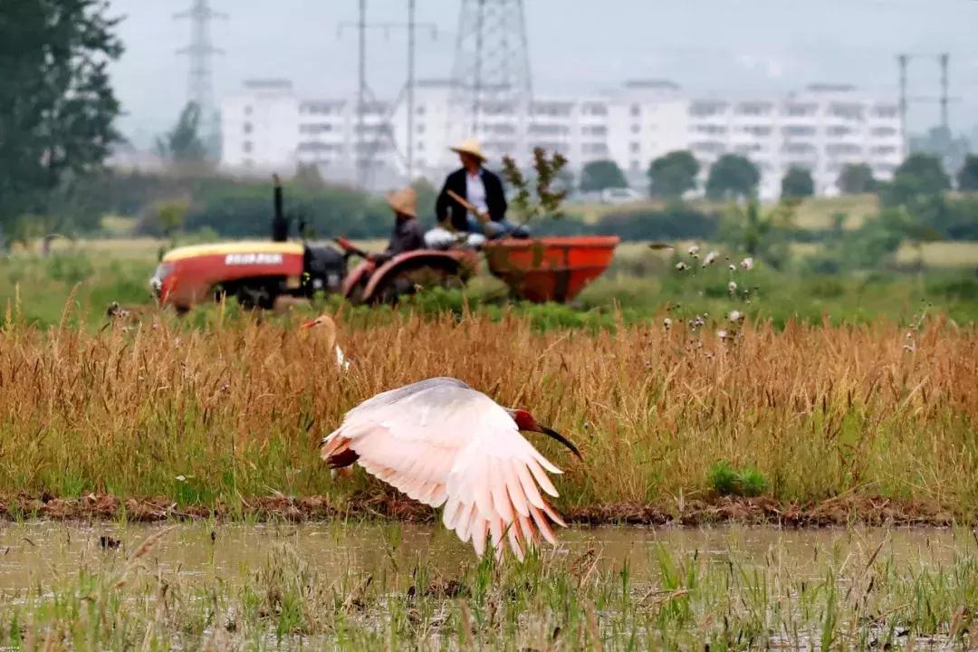 保护朱鹮,朱鹮自然保护区有利条件