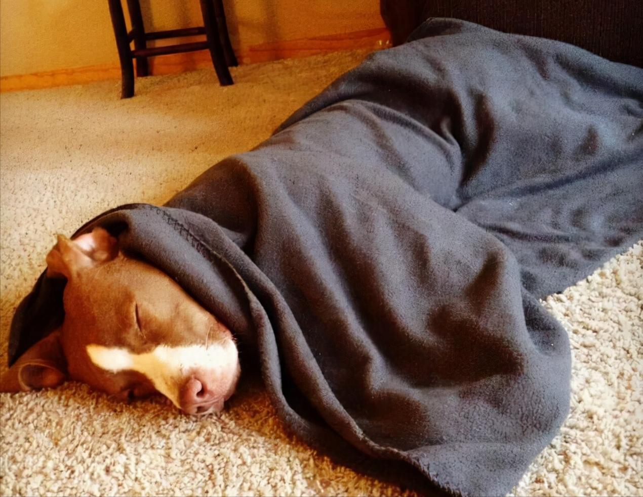 我家狗老是哼哼唧唧的,我家狗有窝不睡就睡地上