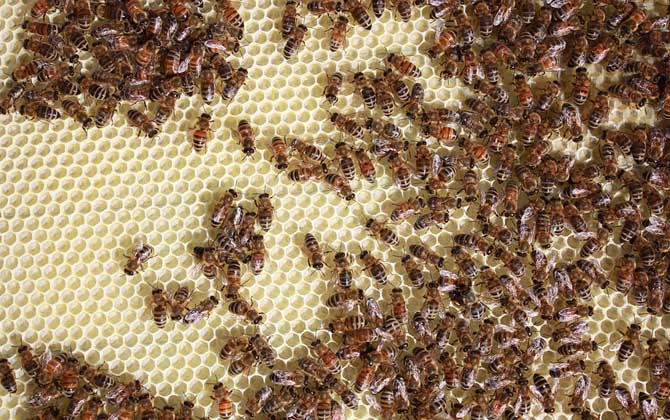 哈茨木霉菌防控蜜蜂病害,冬季蜜蜂怎么防病害的