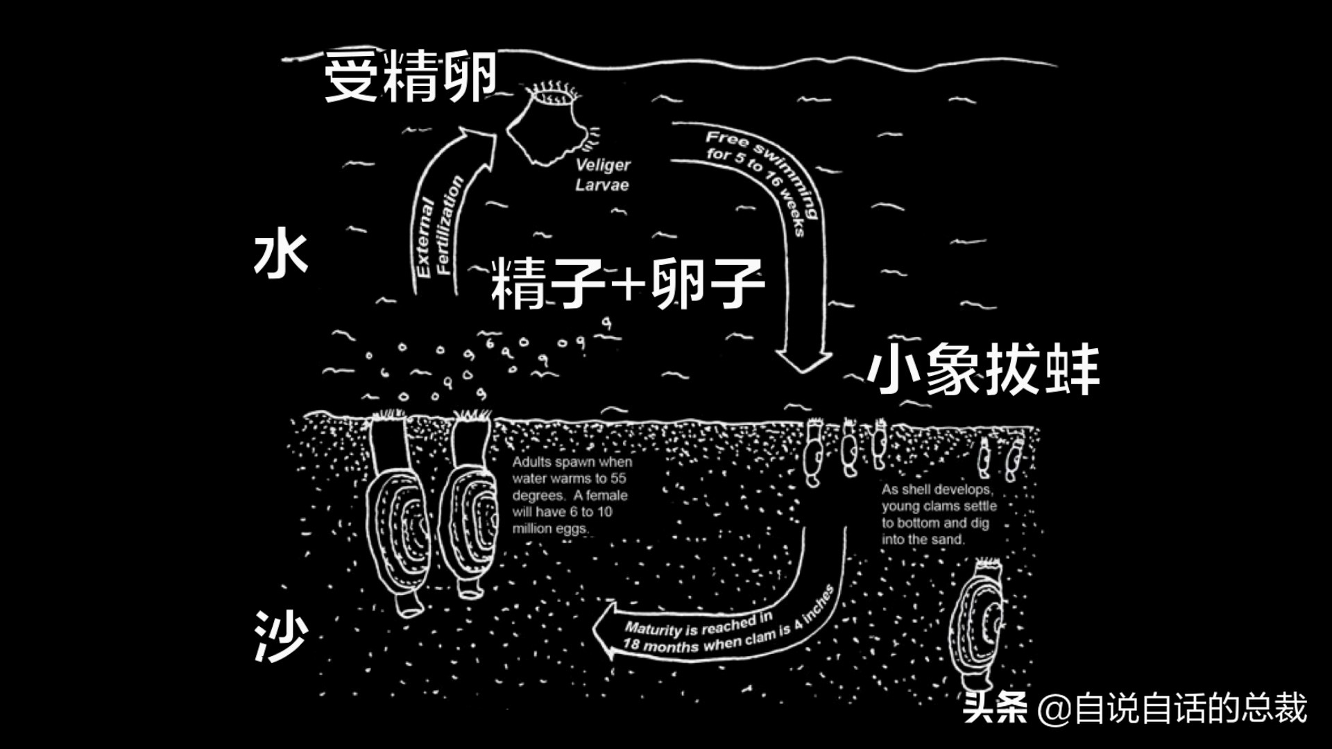 蛤、蚶、蛏、蚝、蚬有什么区别？这是一群美味海怪与人类的故事