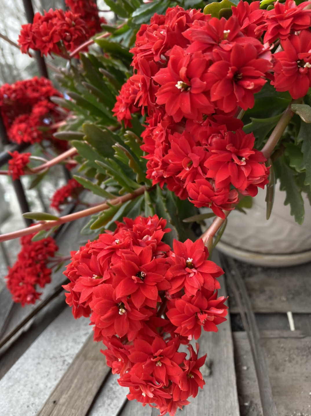 养长寿花技巧与方法,养长寿花的技巧