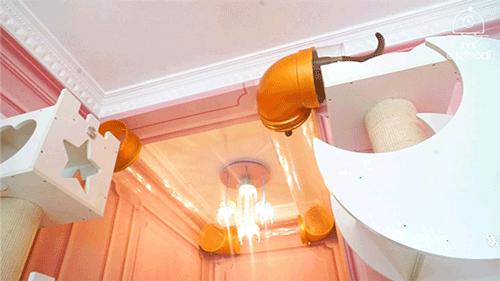 猫咪精力太旺盛还咬人怎么办,猫咪最近脾气暴躁咬人怎么办