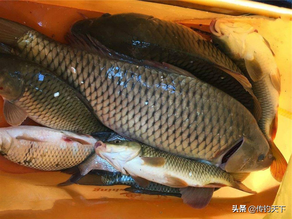 冬天酒米打窝一般多久发窝,冬天钓鱼发窝慢怎么办