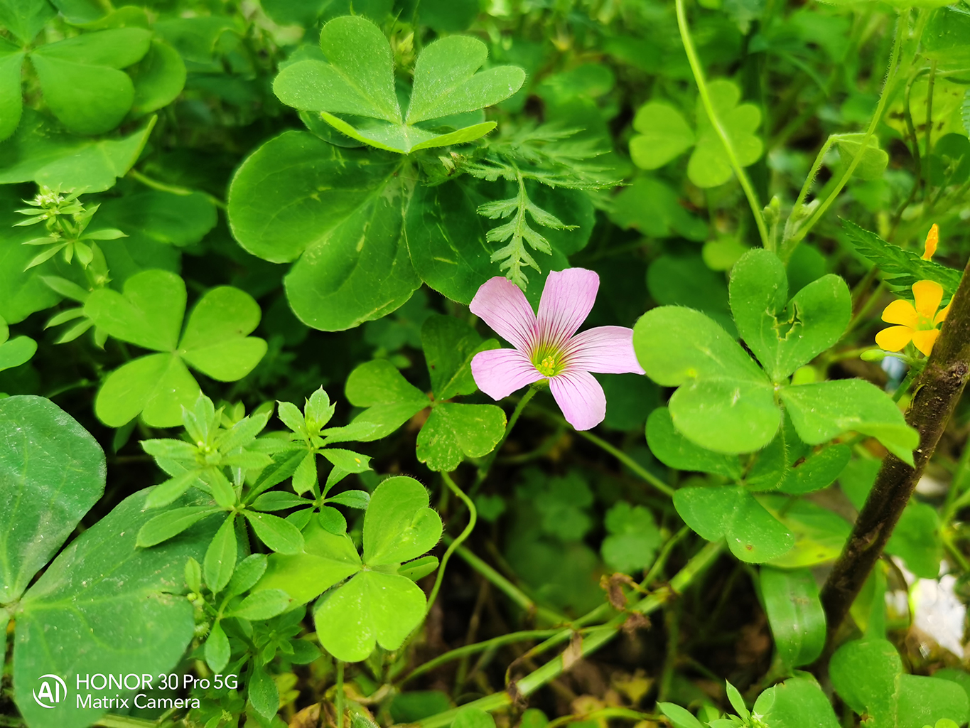 荣耀30与荣耀30pro谁更值得购买,荣耀30和荣耀30pro谁更适合入手