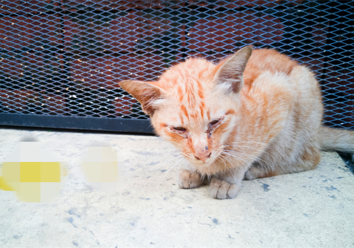 猫咪误食异物应该怎么办,猫咪误食异物会有什么反应