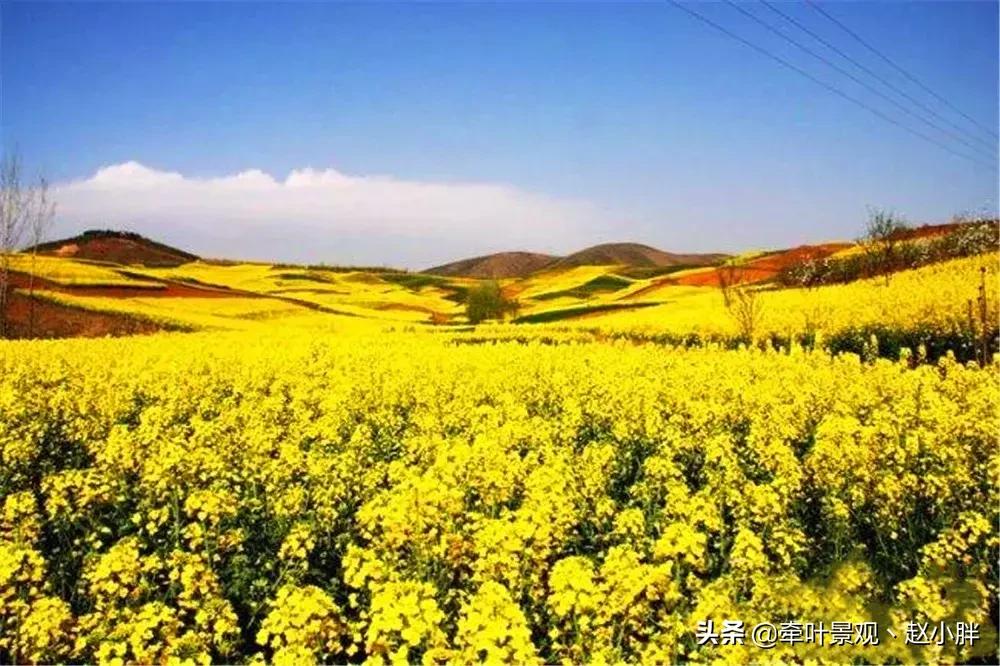 踏春寻美景,踏春赏花梯田漫步
