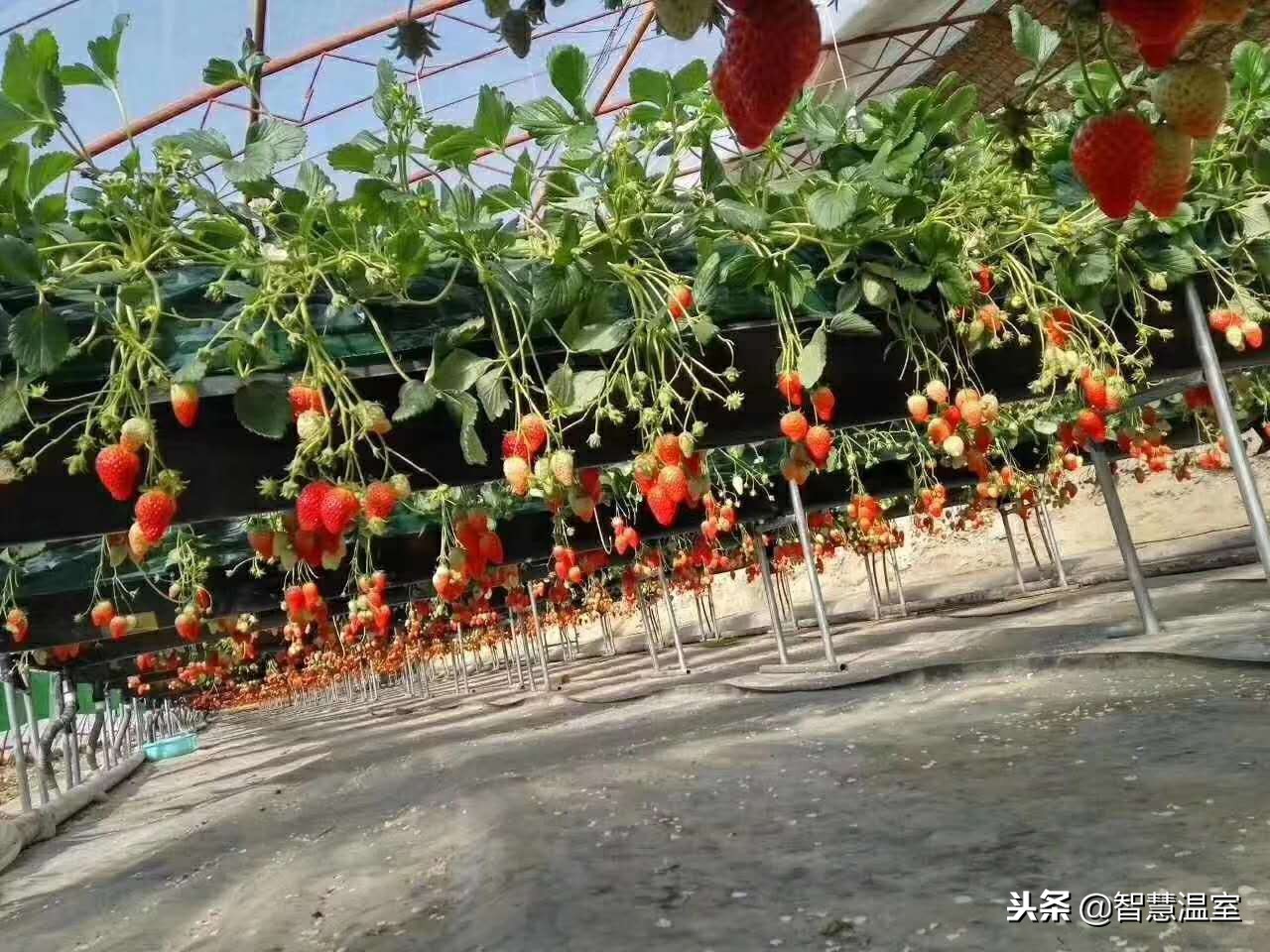 无土栽培蔬菜技术培训寿光,湖北无土栽培技术培训基地