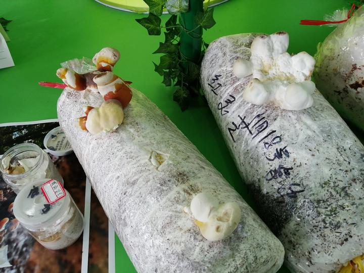 14万一斤的冬虫夏草,14万元一斤的冬虫夏草