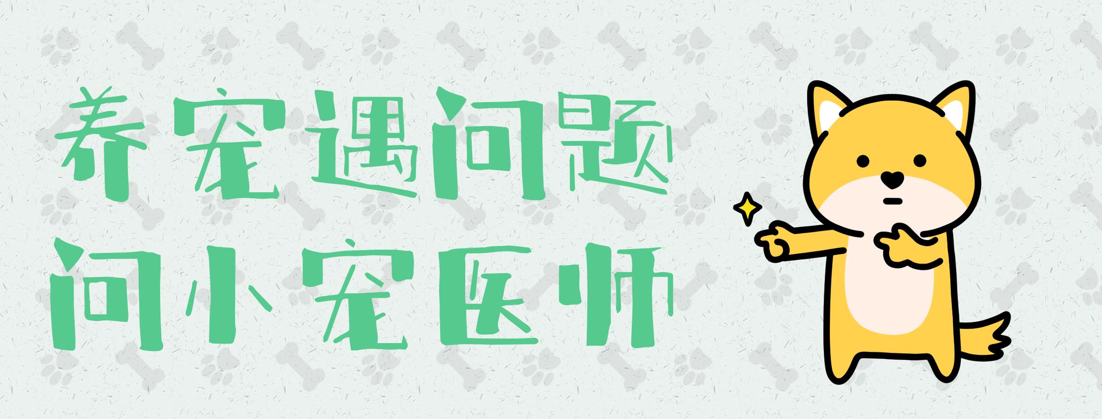 怎样给宠物驱虫以及驱虫的好处,宠物医生驱虫