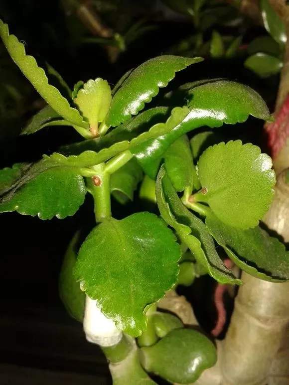 长寿花打花苞怎么迟迟不开花的呢,长寿花还没开完就长新芽